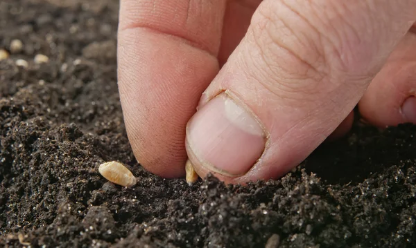 Planting seed — Stock Photo, Image