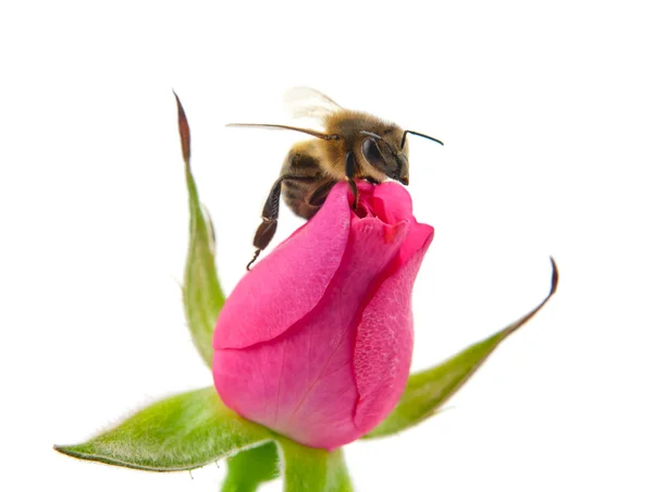 Бджола та роз — стокове фото