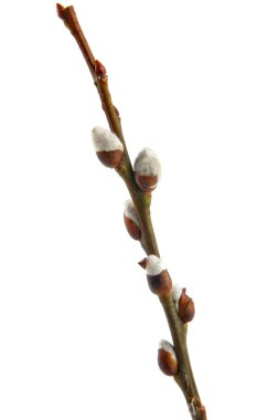 Bud geïsoleerd