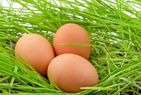 Eggs in green grass — Stock Photo, Image