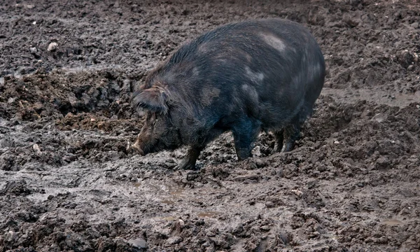 Schwarzes Schwein — Stockfoto