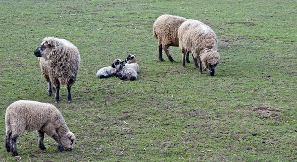 Moutons néerlandais — Photo