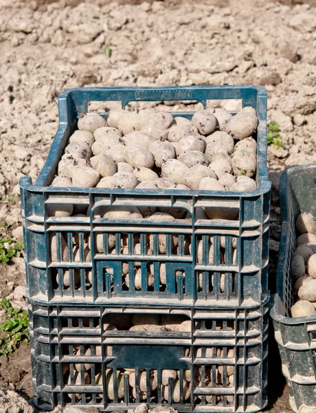 Seed potatoes — Stock Photo, Image