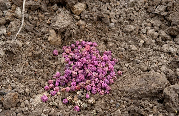 Seed of red beet — Stock Photo, Image