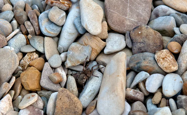 Spindel på sten — Stockfoto