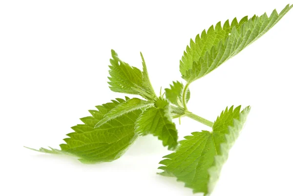 Stinging nettle — Stock Photo, Image