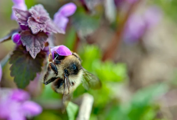 Αγριομελισσών-μέλισσα — Φωτογραφία Αρχείου