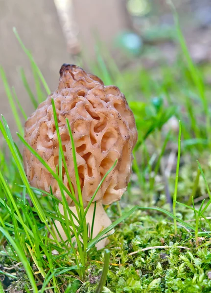 Morel mushroom — Stock Photo, Image