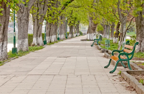 Long tree alley — Stock Photo, Image