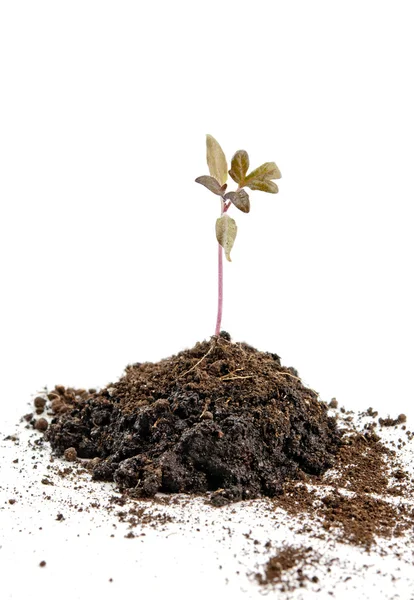 Planta de tomate — Fotografia de Stock