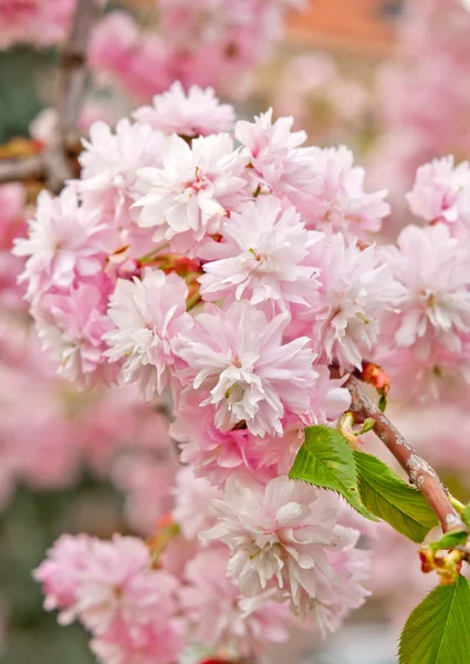 Sakura virág — Stock Fotó