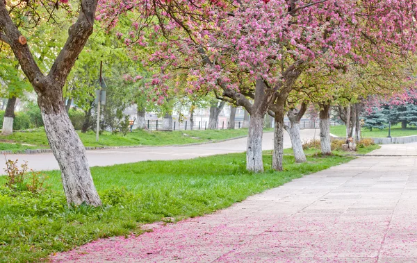 Sakura blossom — Stock Photo, Image