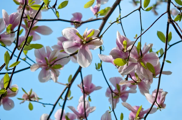 Albero di Magnolia — Foto Stock