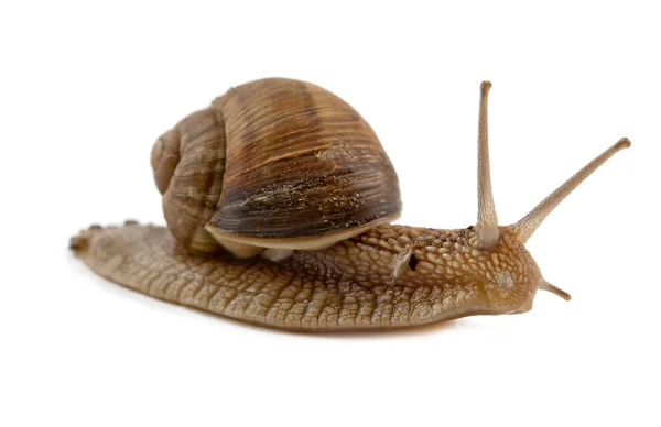 孤立的蜗牛 — 图库照片
