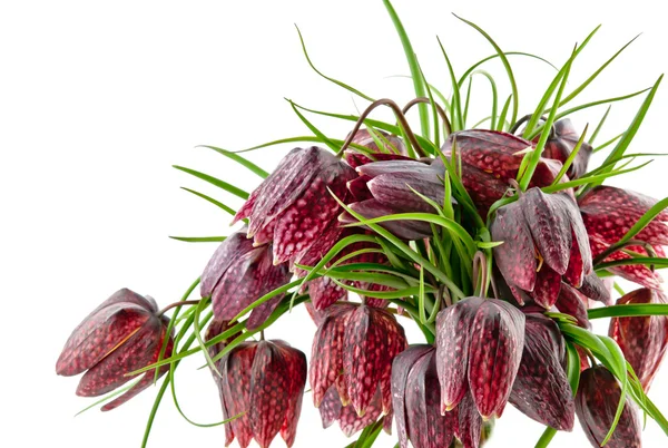 Fritillaria melaris isolated — стоковое фото