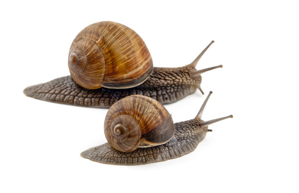 two snails