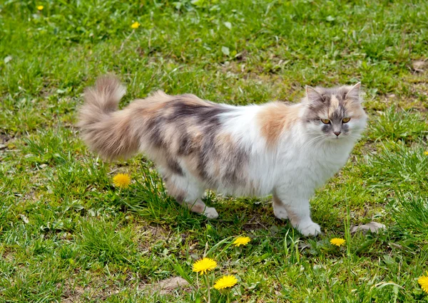 Cat sitting — Stockfoto