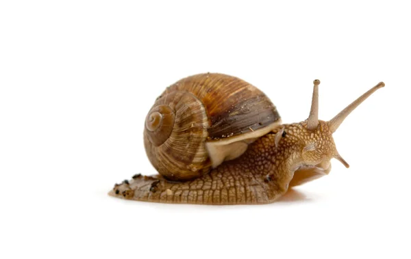 Grawling snail isolated — Stock Photo, Image