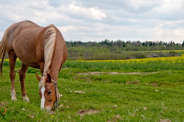 Häst och fält — Stockfoto