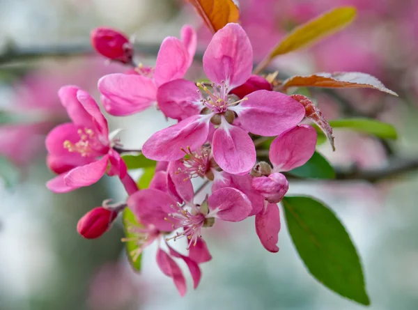 Sakura fiore — Foto Stock