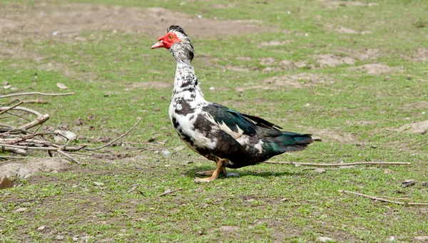 Muscovy duck — Stock Photo, Image