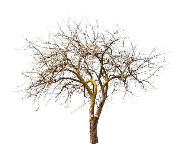 Geïsoleerde boom — Stockfoto