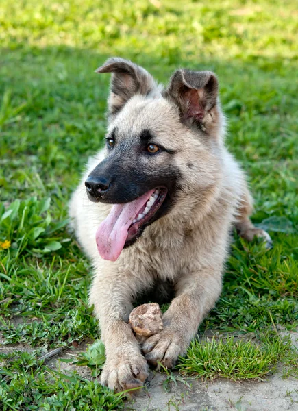 Dog on green lawn — Stock Photo, Image