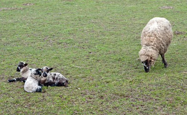 Moutons néerlandais — Photo