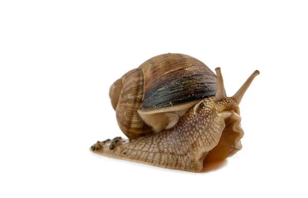 Grawling snail isolated — Stock Photo, Image