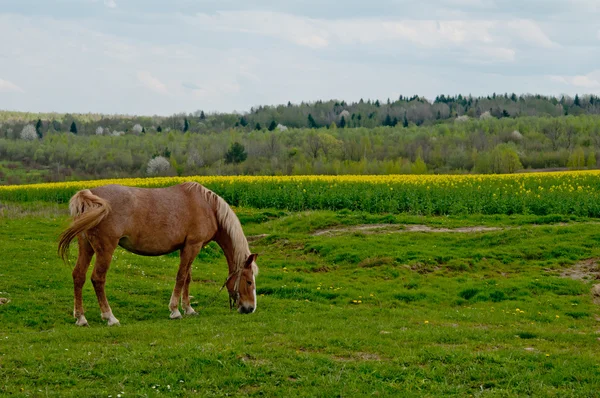 Horse and field — Stock Photo, Image