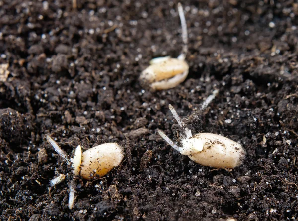 Wheat grains — Stock Photo, Image