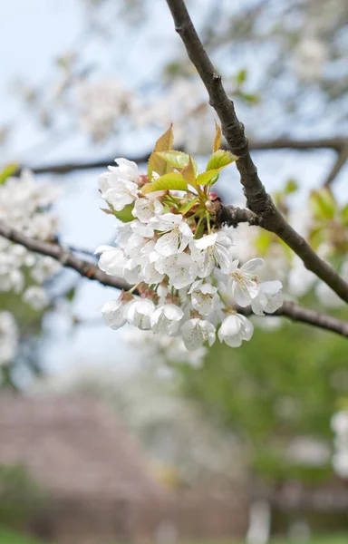 Fiori di ciliegio bianco — Foto Stock