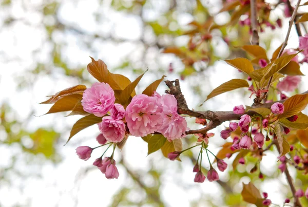 Sakura blomma — Stockfoto