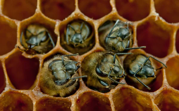 Yong abeilles à l'intérieur — Photo