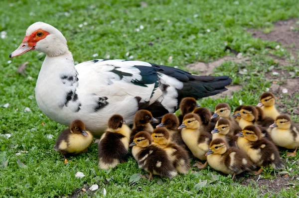 Big Muscovy — Stock Photo, Image