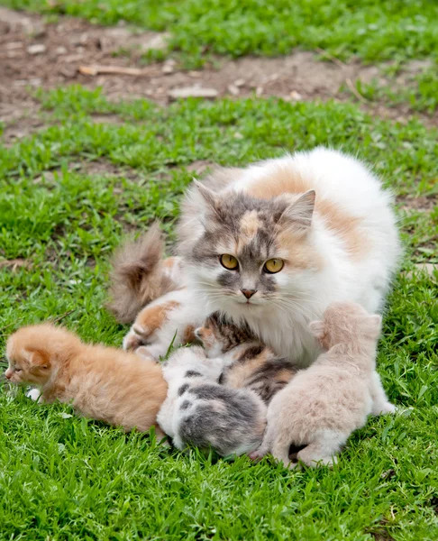 Cat and kittens — Stock Photo, Image