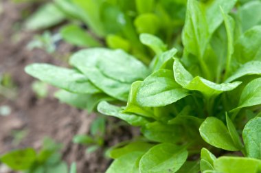 kuzukulağı yaprakları