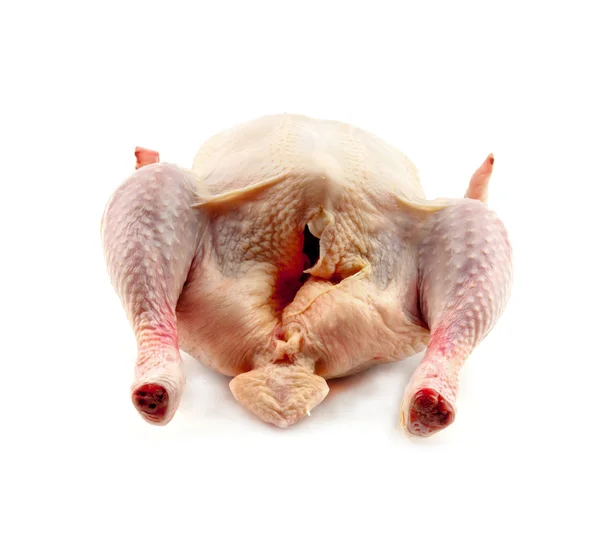 Gallina gruesa — Foto de Stock