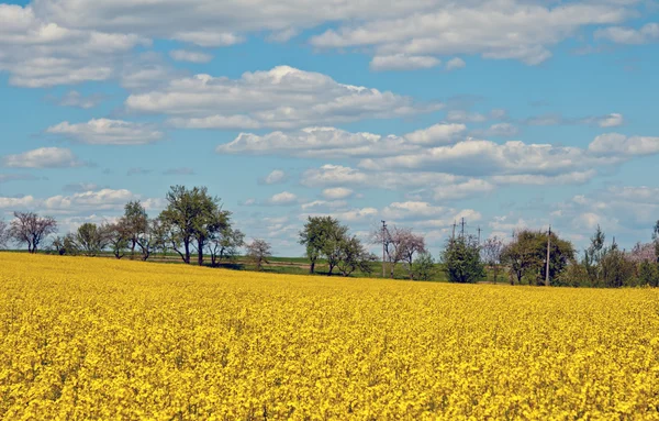 Rapsfelder — Stockfoto