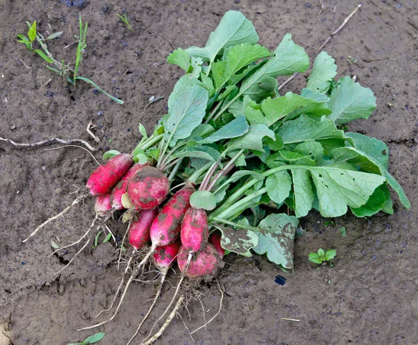 Radishes in the field — Stock Photo, Image