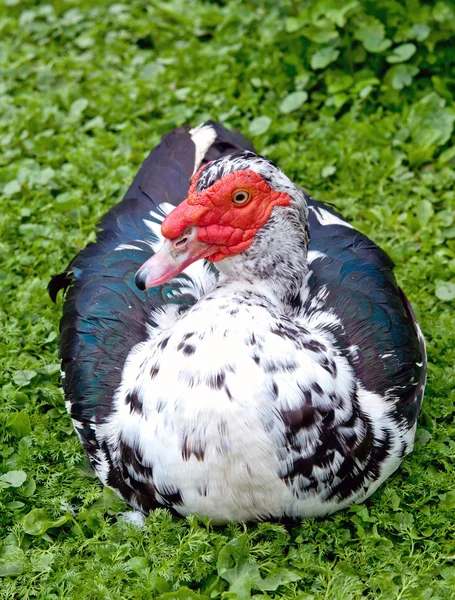 Pato grande muscovy — Fotografia de Stock