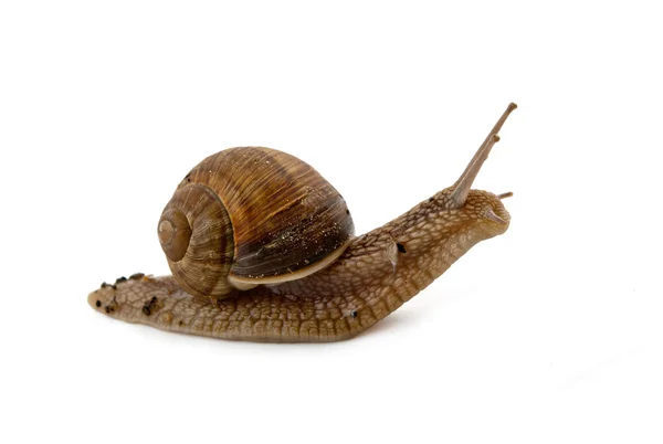 Grawling snail isolated — Stock Photo, Image