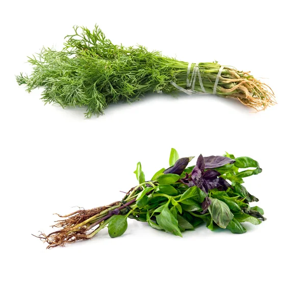 Basil and dill — Stock Photo, Image