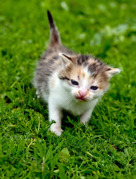 Kitten close up — Stock Photo, Image