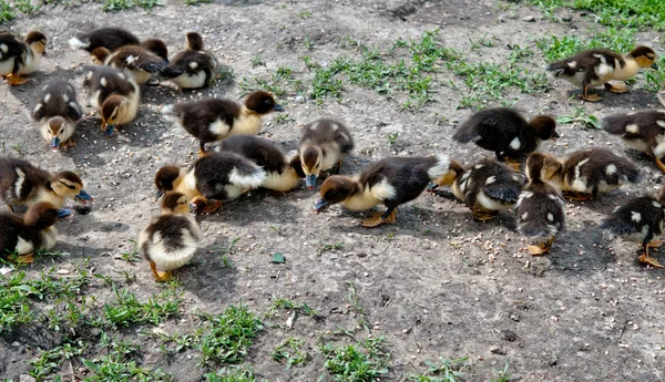 Pollos de pato mosquitos — Foto de Stock