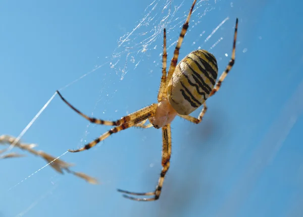 Spider închide — Fotografie, imagine de stoc