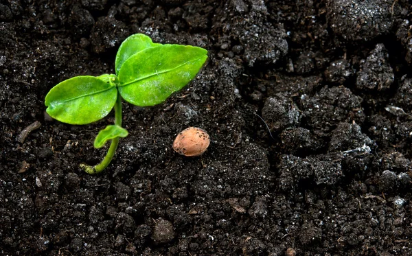 Green plant in soil — Stock Photo, Image