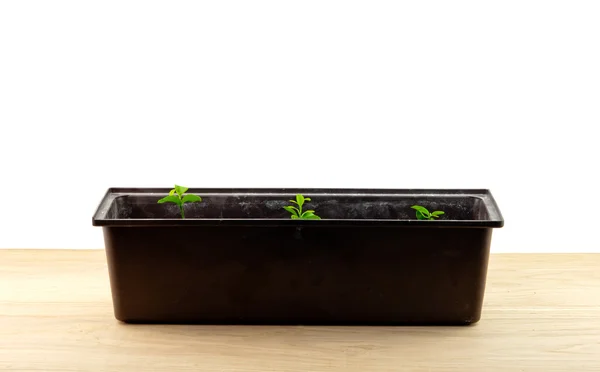 Plant row in pot — Stock Photo, Image