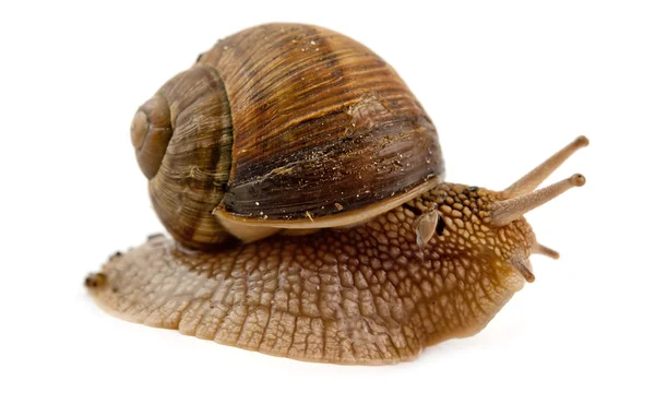 Grawling snail isolated — Stock Photo, Image