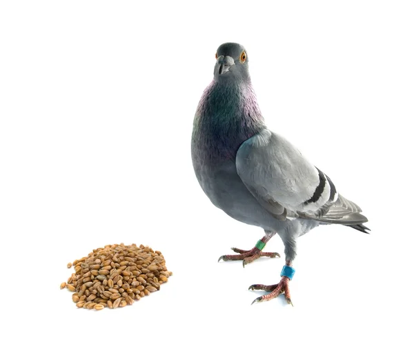 Wheats and pigeon — Stock Photo, Image